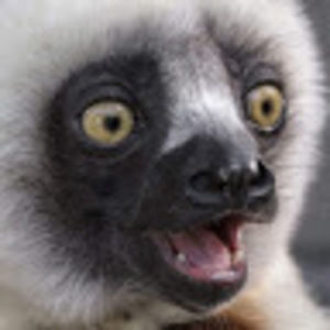 Meet your Posher, Jameson